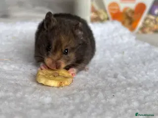 Hamster rodents Pedigree Syrian hamster pups/ dwarf hamster - Advert 3