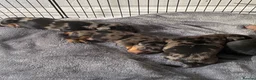 Dachshund dogs for sale: Tri silver dapple dachshunds ❤️ - Advert 24
