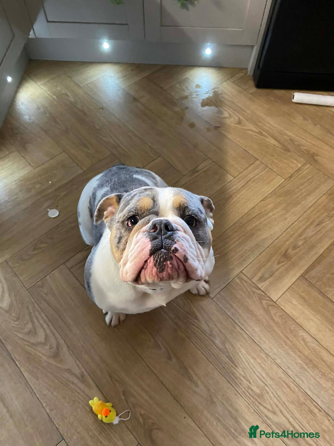 English Bulldog dogs for sale: Stunning Bulldog puppy - Advert 4