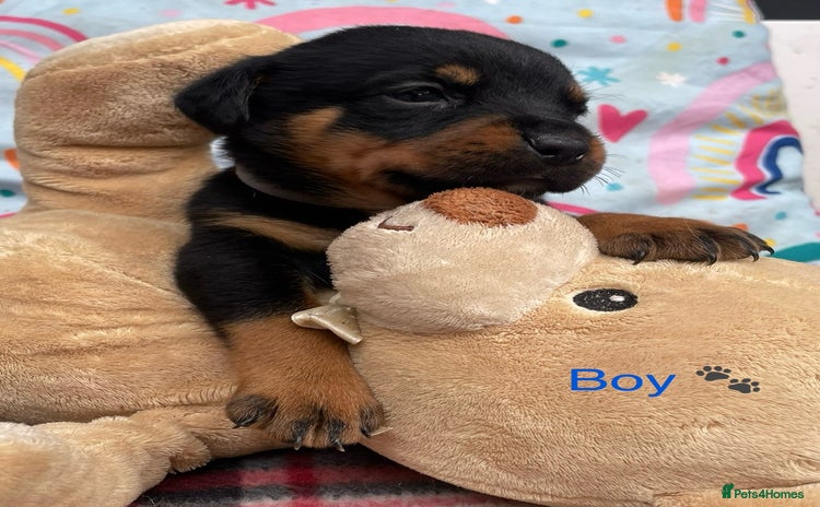 Rottweiler dogs - Advert 1