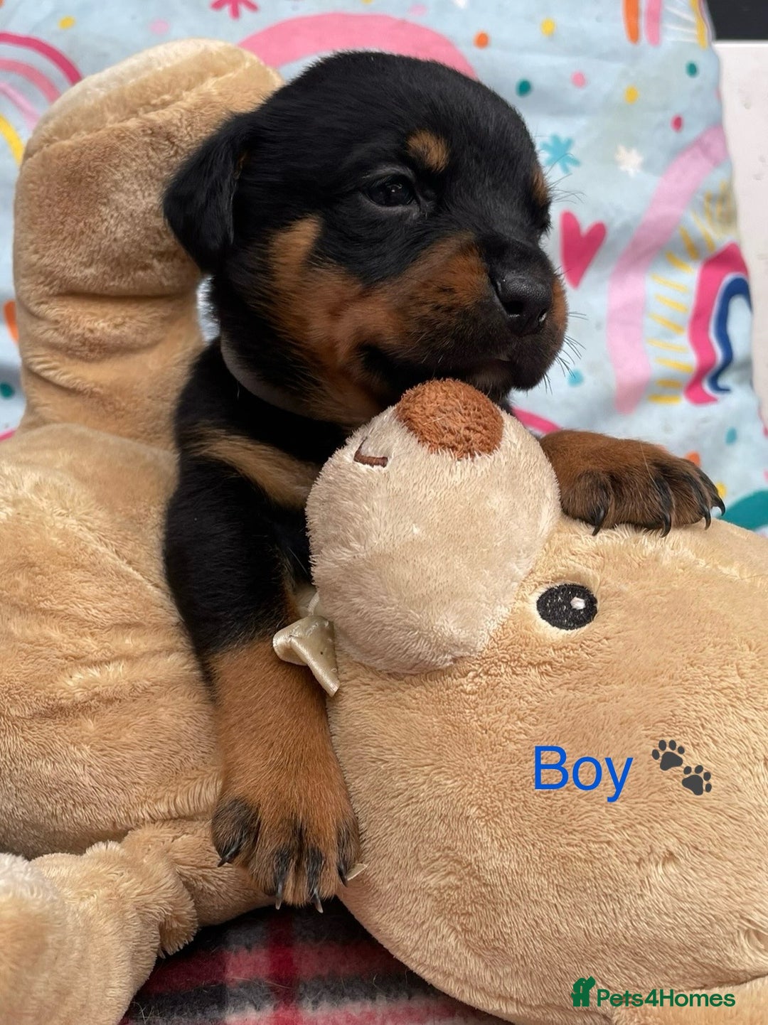 Rottweiler dogs for sale: Rottyx - Image 1