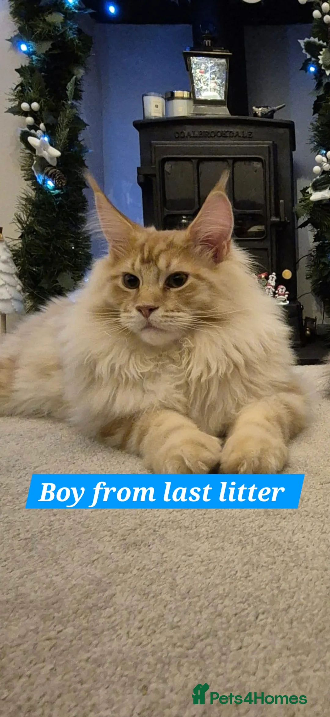 Maine Coon cats for sale: Beautiful Maine Coon boys . - Advert 31