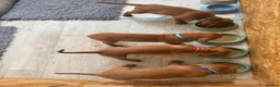 Hungarian Vizsla dogs for sale: 5 handsome hungarian vizsla puppies for sale - Advert 14