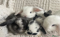 Mini Lop rabbits for sale: Mini lop babies available  - Image 24