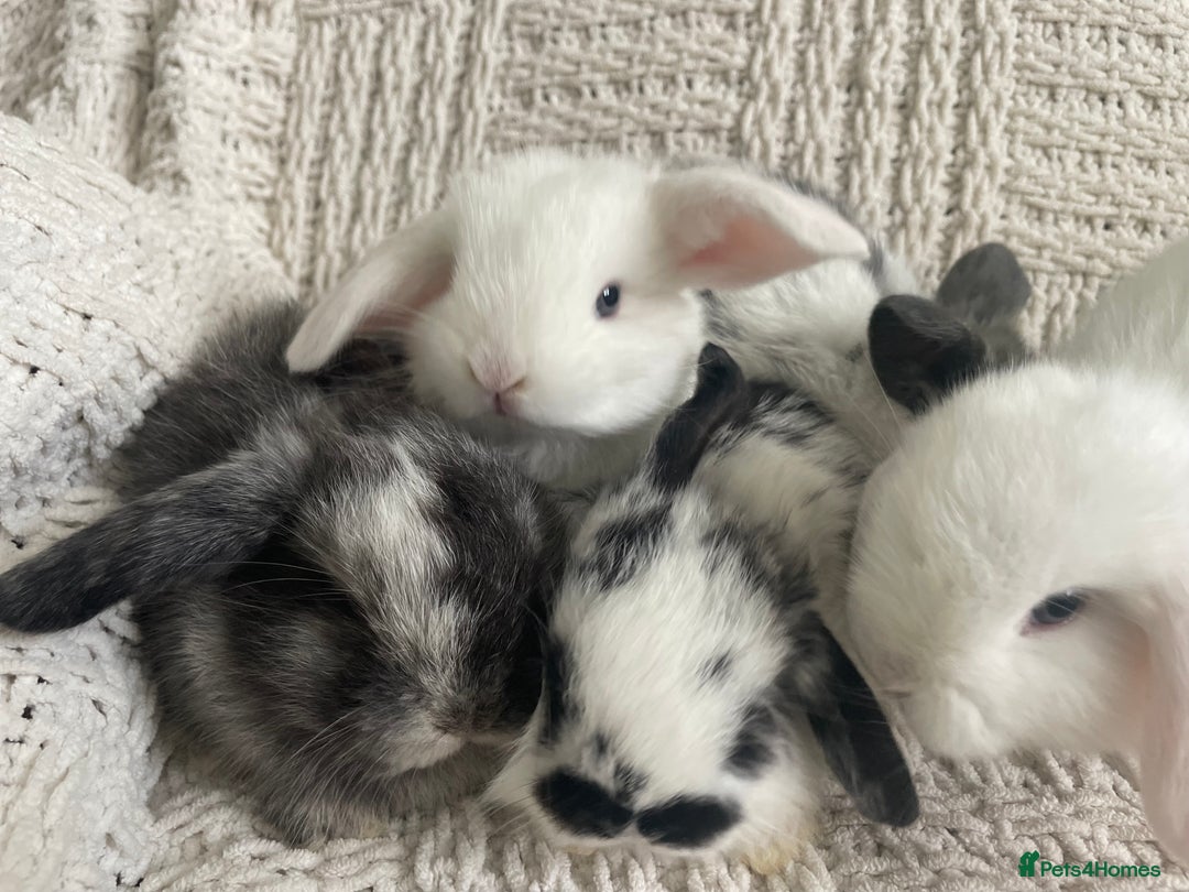 Mini Lop rabbits for sale: Mini lop babies available  - Image 24
