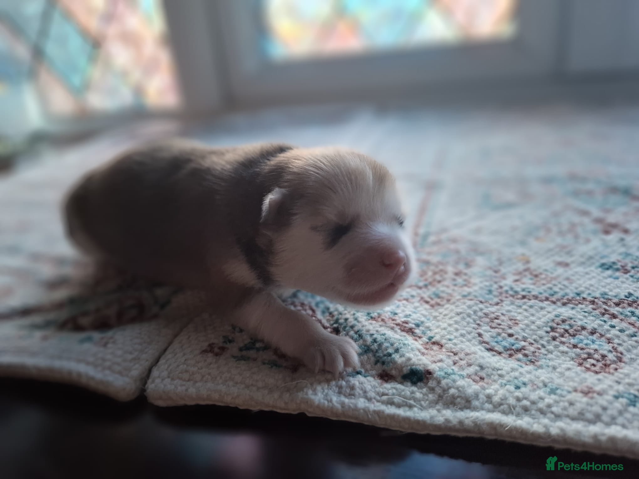 Pomsky dogs for sale: Beautiful Pomsky Puppies 3 Girls & 1 Boy Available in Carlisle - Advert 8
