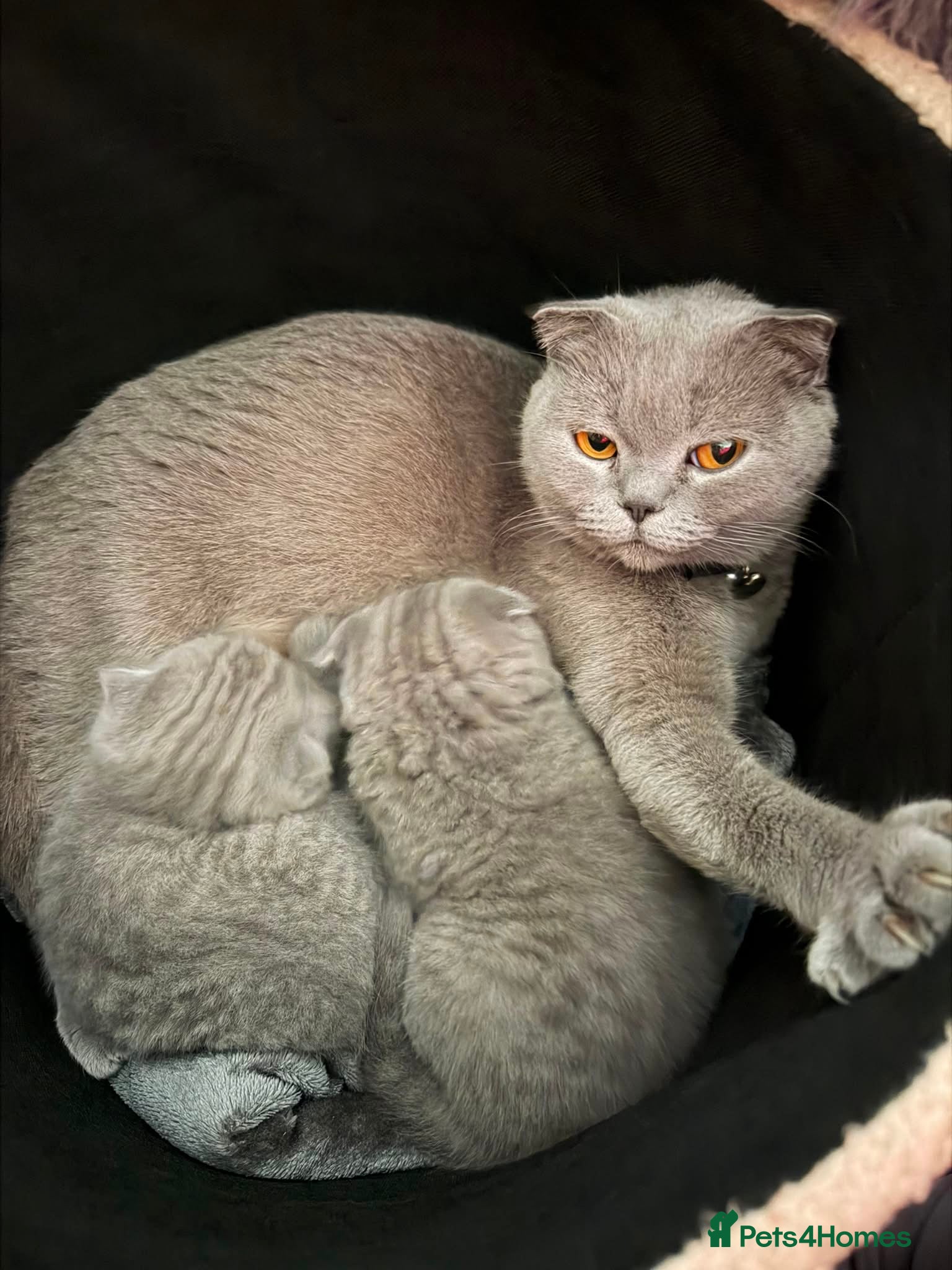 Scottish Fold cats Scottish Fold Kitten  - Advert 1