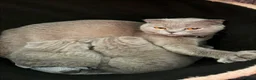 Scottish Fold cats for sale: Scottish Fold Kitten  in Barnsley - Advert 1