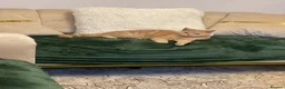 British Shorthair cats for sale: Sushi, chopstick - Advert 3