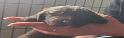 Sproodle dogs for sale: Gorgeous Chocolate F1 Sproodle Puppy *1 boy left* - Advert 13