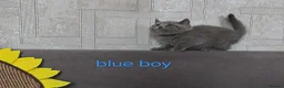 British Shorthair cats for sale: British Shorthair kitten - Advert 13
