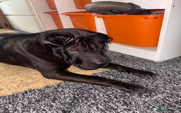 Shar Pei dogs for sale: Sharpei for sale 3 years old  - Image 2
