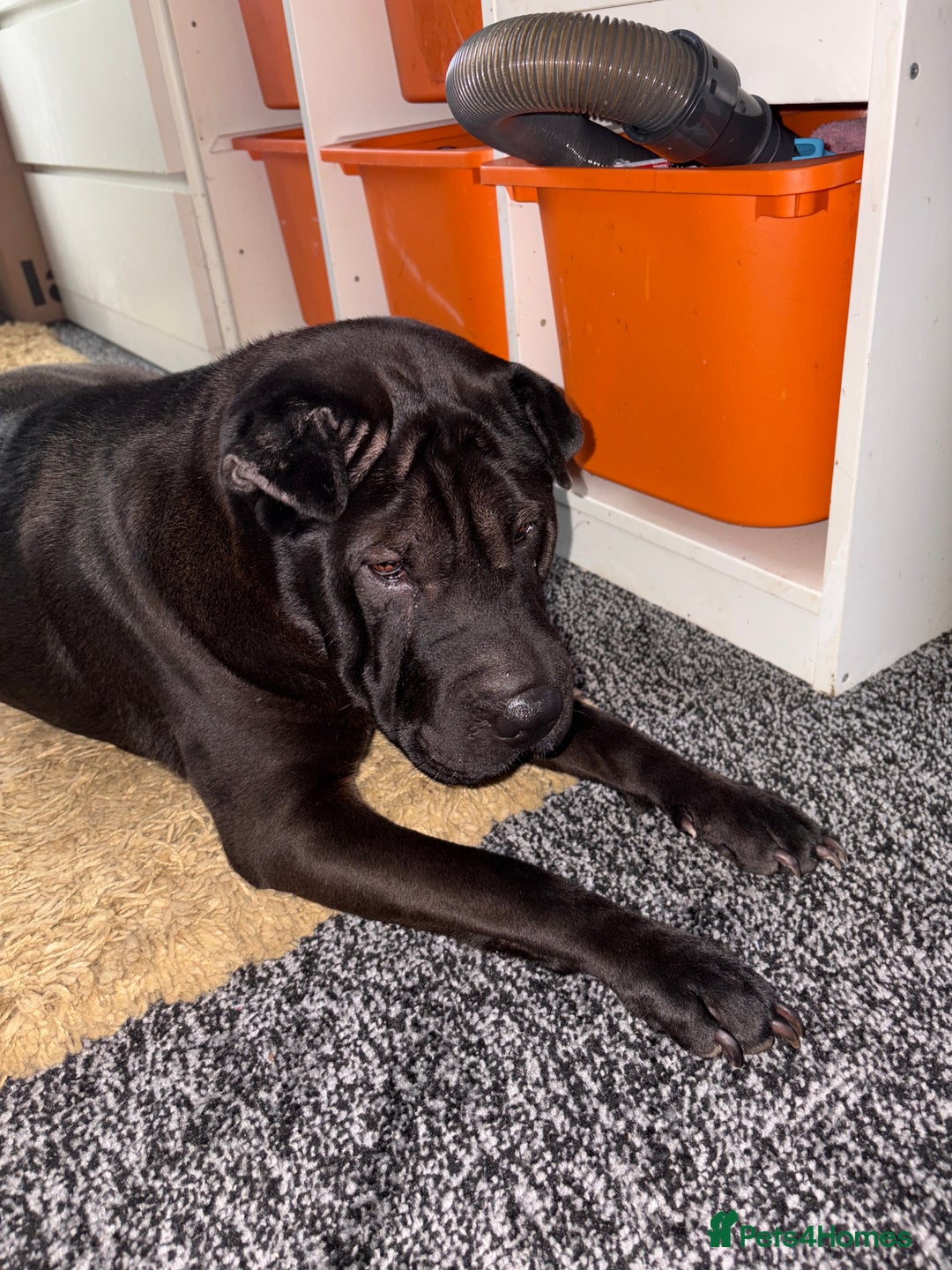 Shar Pei dogs for sale: Sharpei for sale 3 years old  - Image 2
