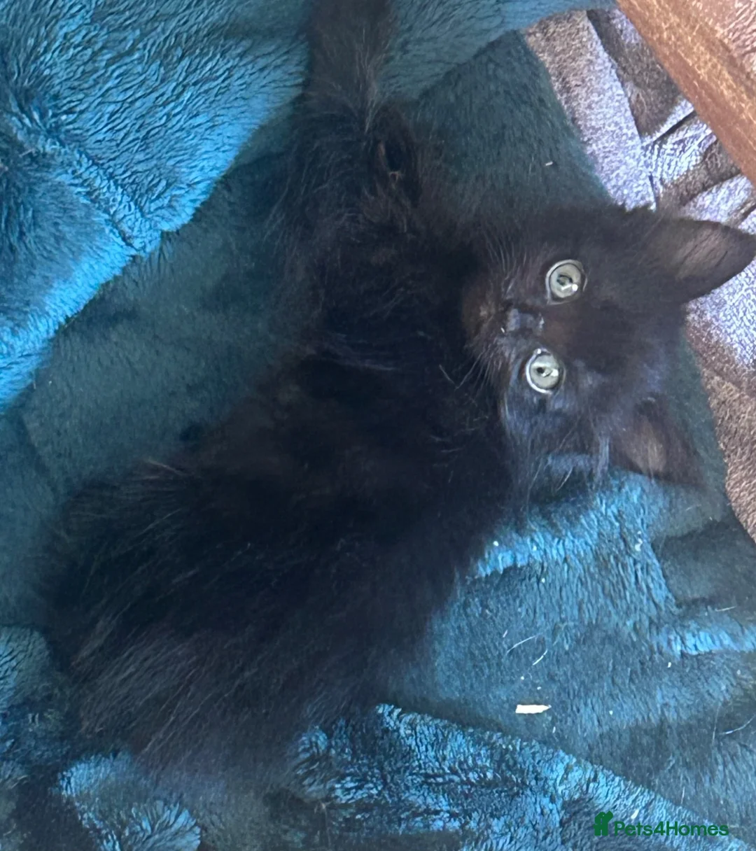 Mixed Breed cats for sale: Norwegian first cat X Russian Blue £200!! - Advert 23