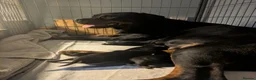 Rottweiler dogs for sale: KC registered Health Tested Puppies  - Advert 2