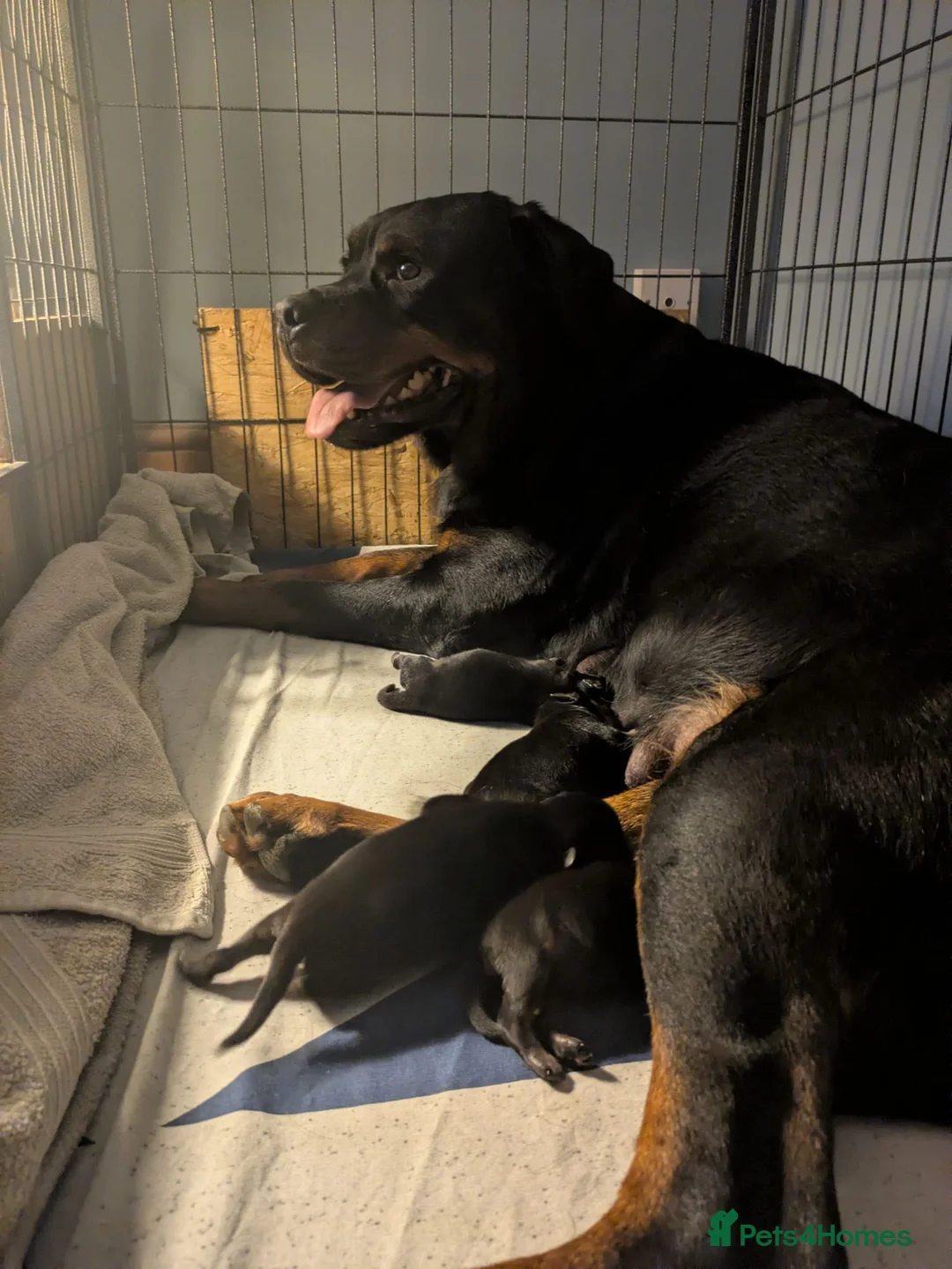 Rottweiler dogs for sale: KC registered Health Tested Puppies  - Advert 2