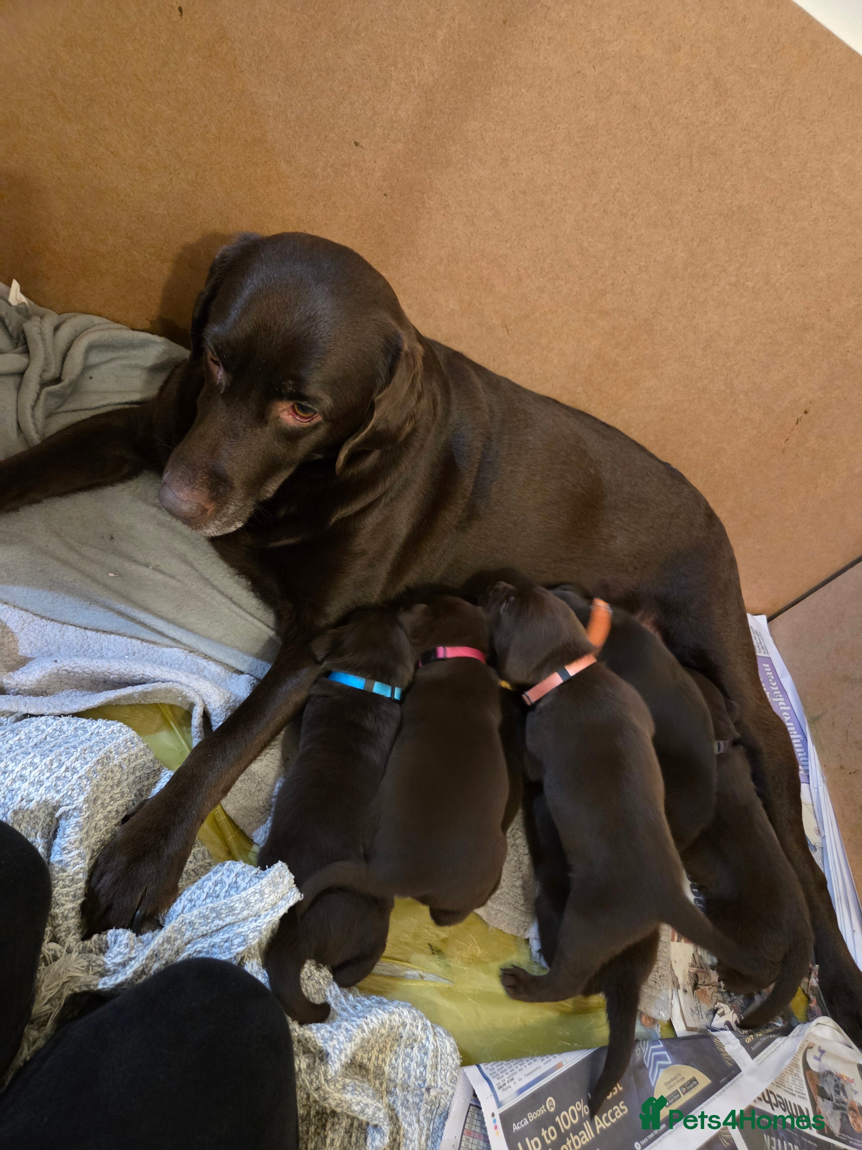 Labrador Retriever dogs Stunning KC working chocolate labs - Advert 6