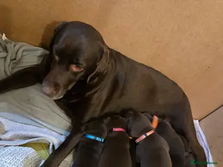 Labrador Retriever dogs Stunning KC working chocolate labs - Advert 1