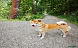Japanese Shiba Inu dogs for stud: KC Registered Shiba Inu Stud Dog in Newcastle upon Tyne - Image 5