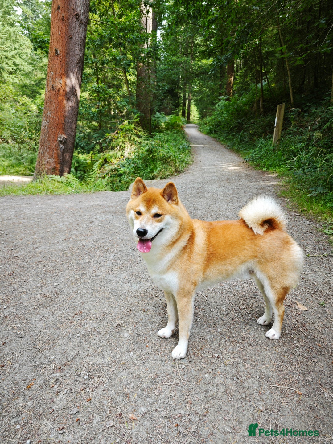Japanese Shiba Inu dogs for stud: KC Registered Shiba Inu Stud Dog in Newcastle upon Tyne - Image 5