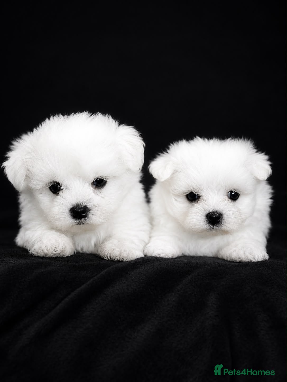 Maltese dogs Maltese  - Advert 1
