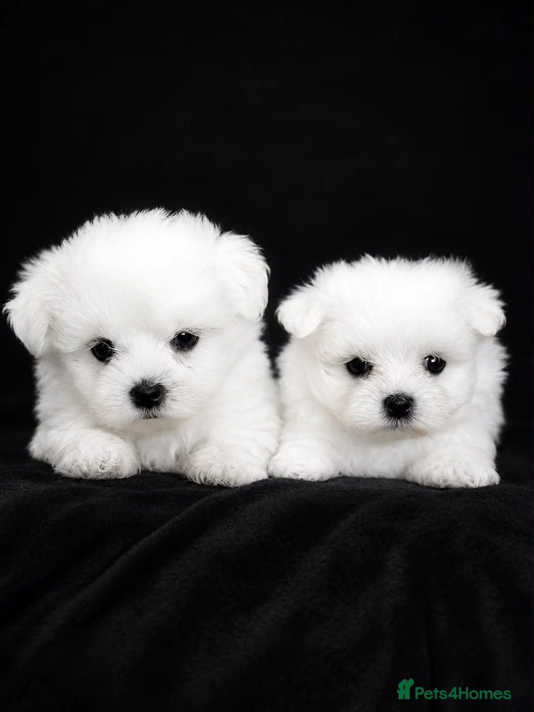 Maltese dogs for sale: Maltese  - Advert 1
