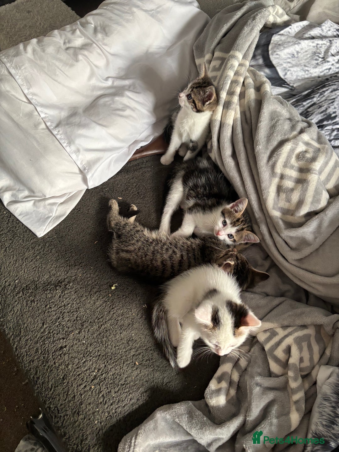 Mixed Breed cats for sale: Full tabby male last of litter!  - Advert 6