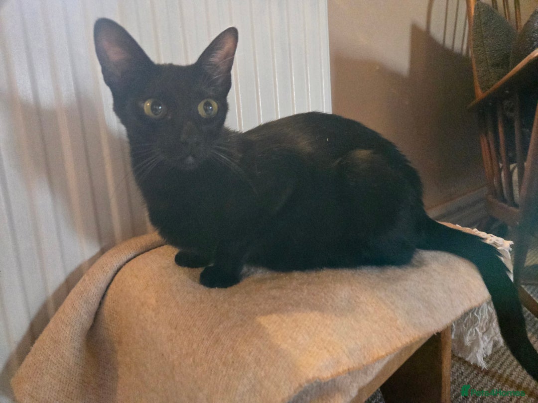 Mixed Breed cats for sale: Beautiful Black and White Kittens  - Image 3