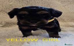 Tibetan Terrier dogs for sale: Adorable fluffy TToodle puppies  - Image 9