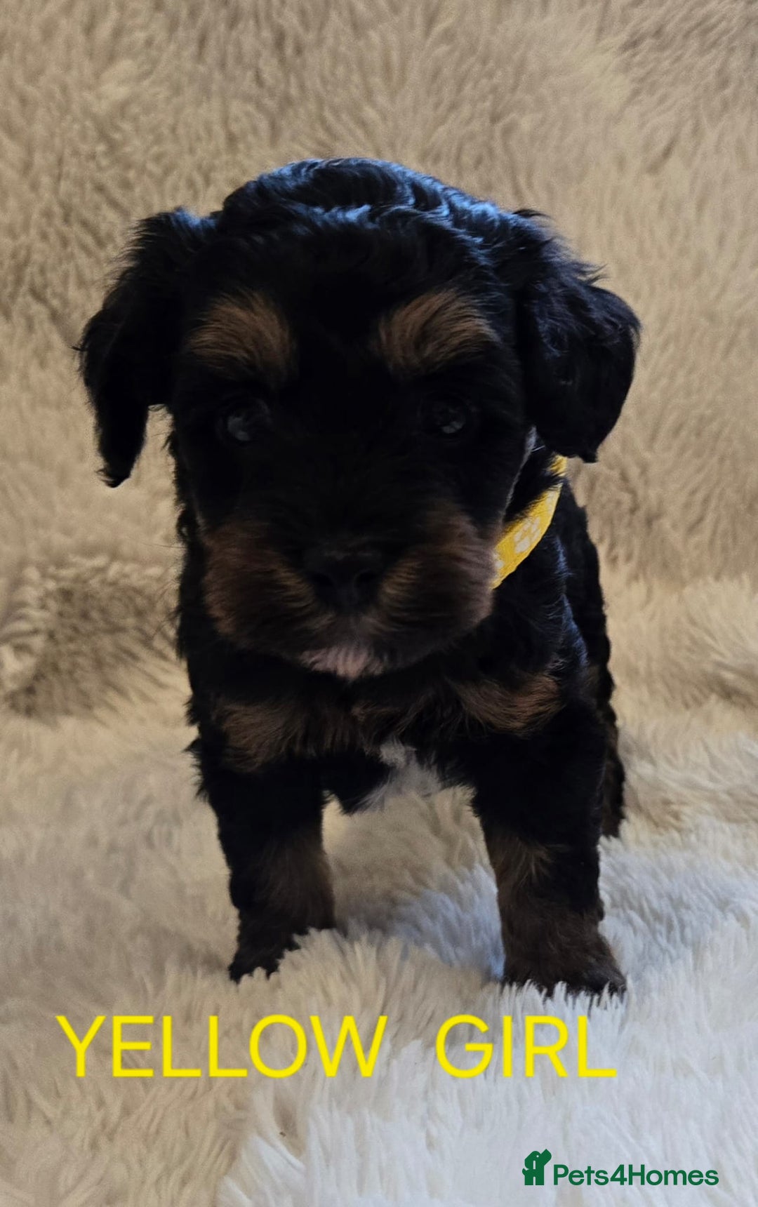 Tibetan Terrier dogs for sale: Adorable fluffy TToodle puppies  - Image 9