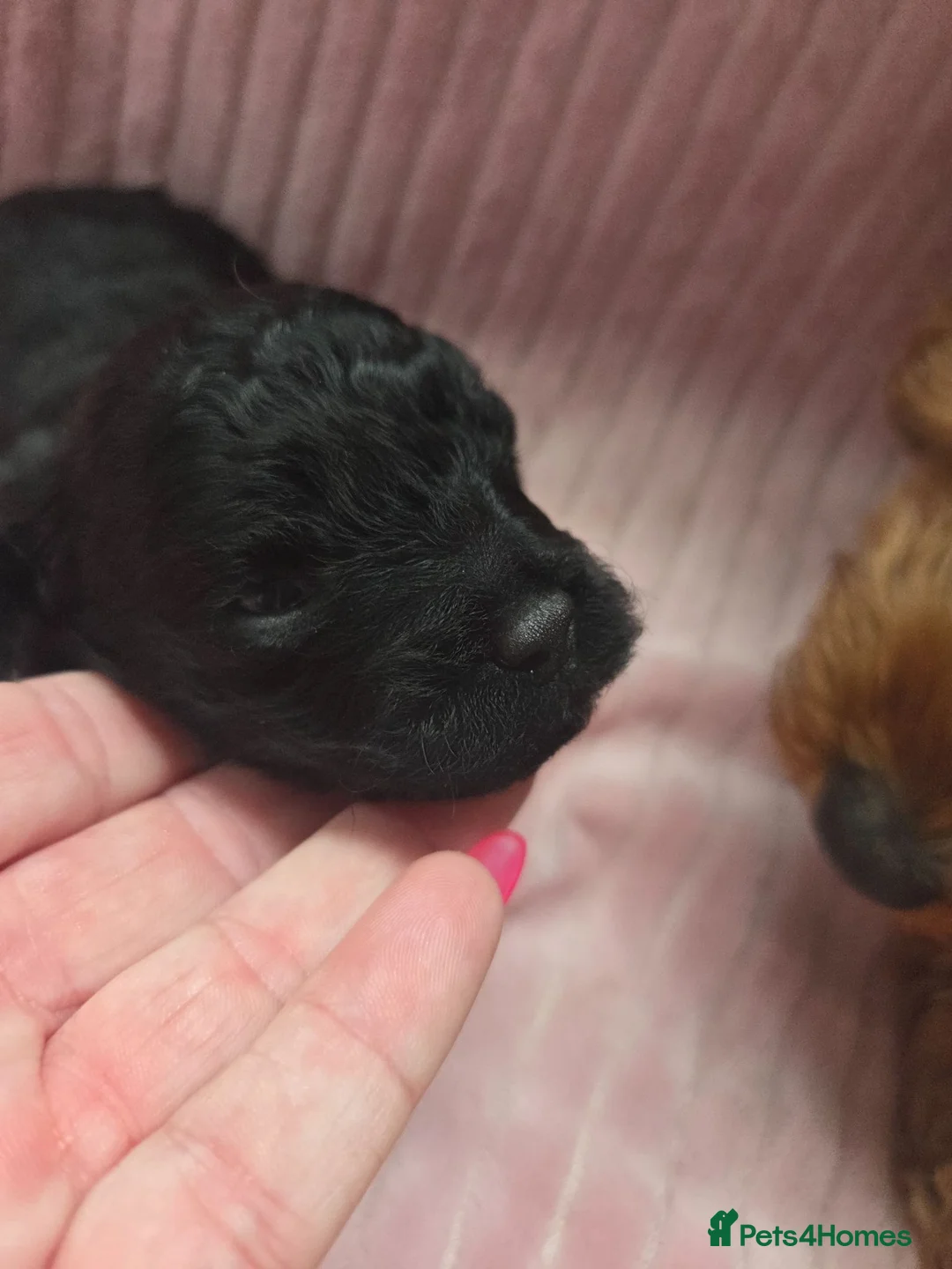 Cavapoo dogs for sale: Cavapoo girl  in Spalding - Advert 2