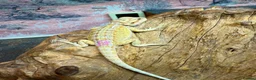Bearded Dragon reptiles for sale: Super Citrus YELLOW US Bloodline  - Advert 5