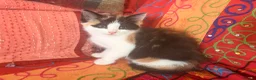 Mixed Breed cats for sale: GORGEOUS MAINE COON X PERSIAN KITTENS  - Advert 12