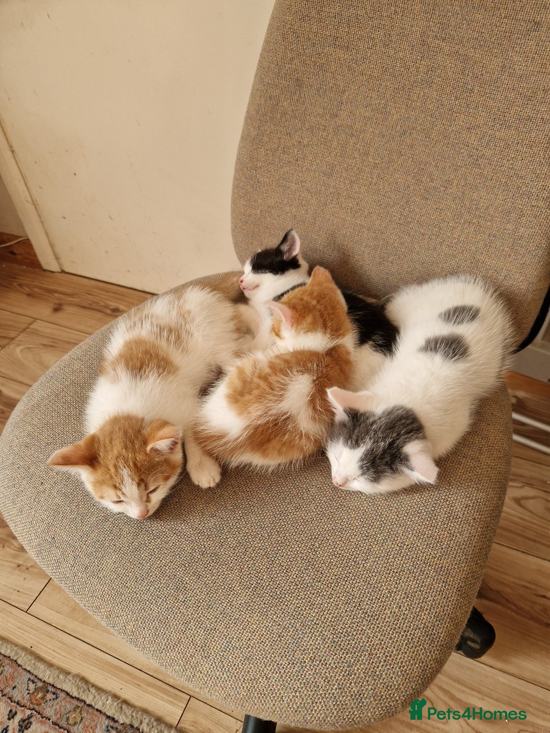 Mixed Breed cats for sale: Kittens for sale  - Image 10