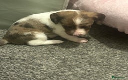 Miniature Dachshund dogs for sale: Miniature dachshunds  - Image 15