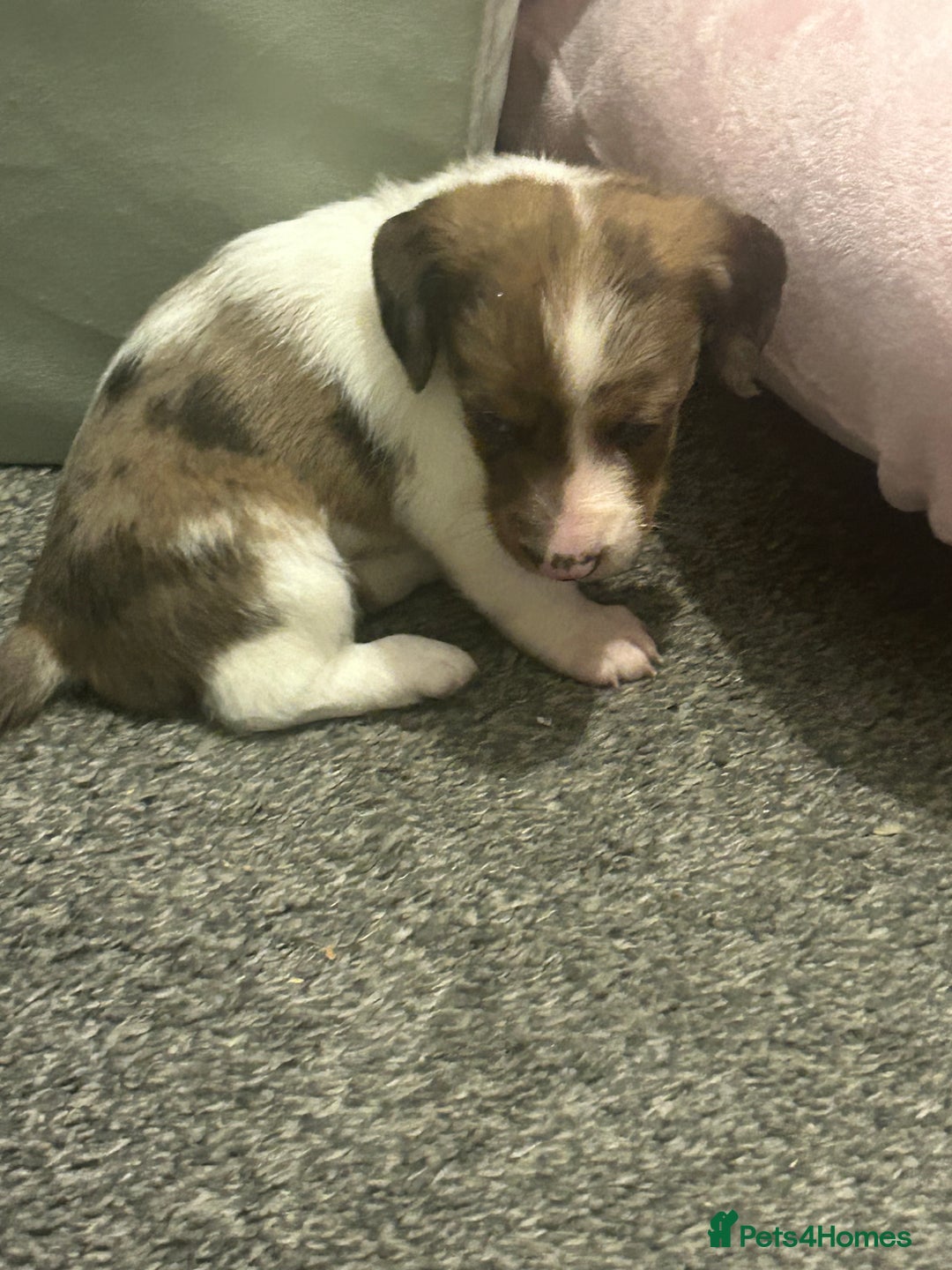 Miniature Dachshund dogs for sale: Miniature dachshunds  - Image 15