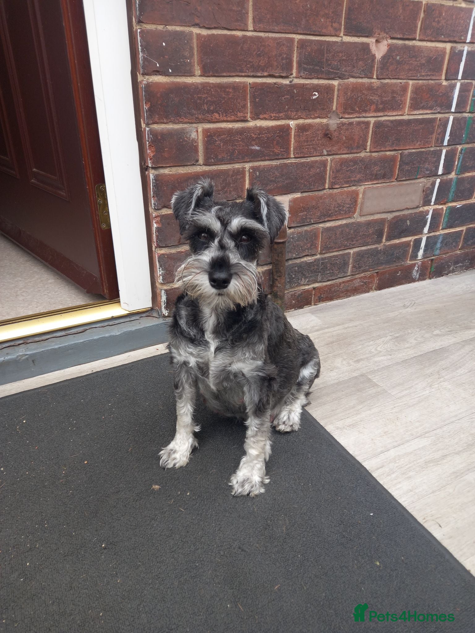 Miniature Schnauzer dogs Beautifull miniture shnauzer pups - Advert 18