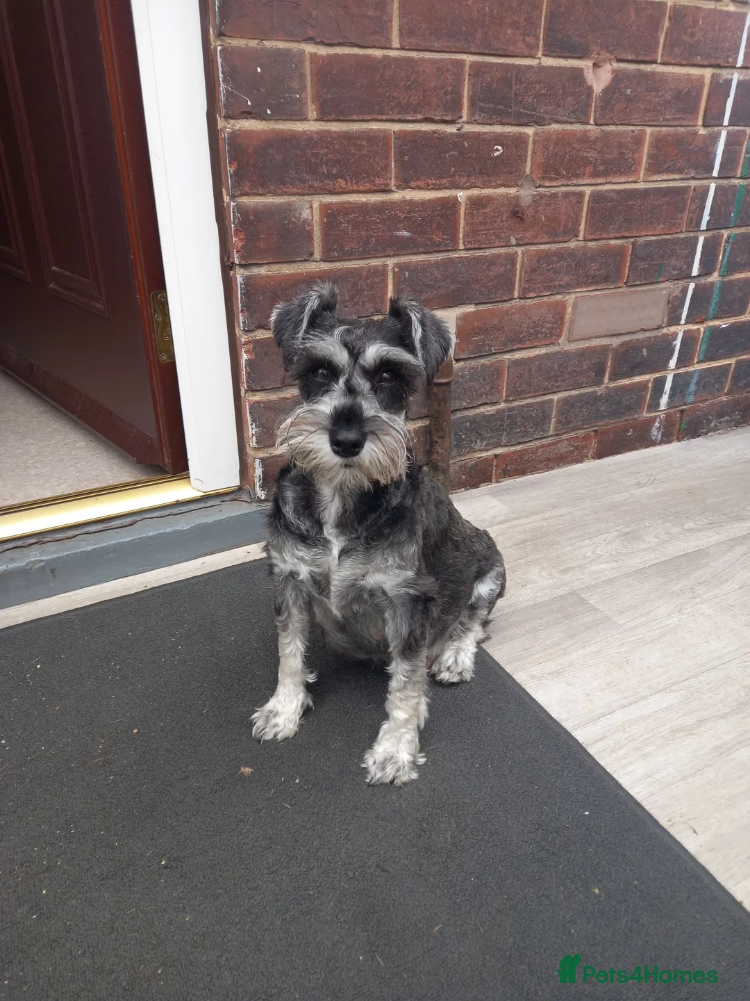 Miniature Schnauzer dogs for sale: Beautifull miniture shnauzer pups - Advert 1