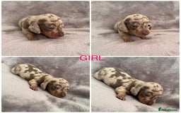 Miniature Dachshund dogs for sale: *ISABELLA DAPPLE MINATURE DACHSHUND PUPPIES* - Advert 1