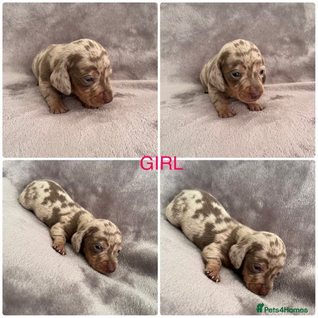 Miniature Dachshund dogs *ADORABLE ISABELLA DAPPLE PUPPIES* - Advert 5