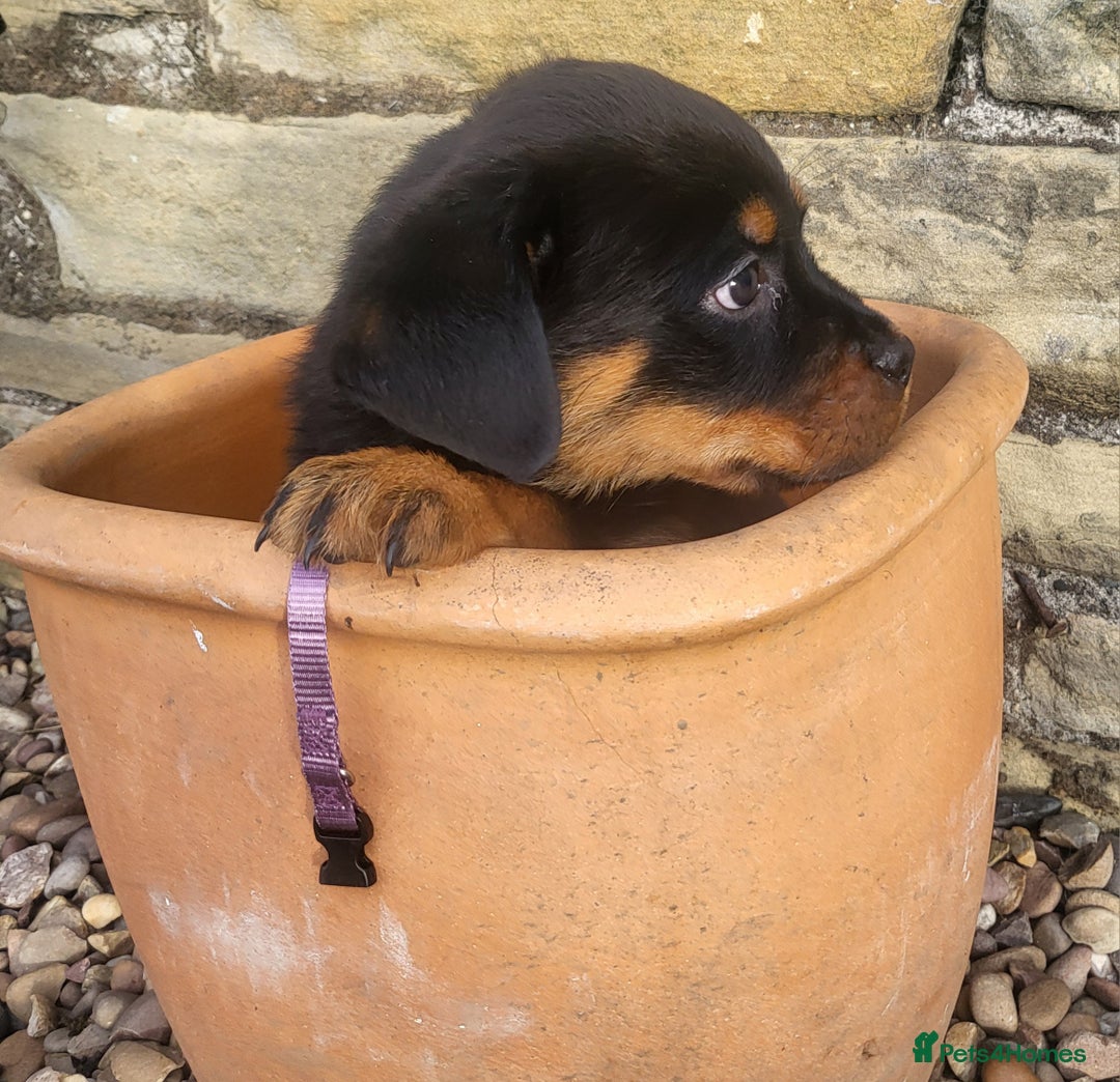 Rottweiler dogs for sale: Chunky Rottweiler Puppies  - Image 23