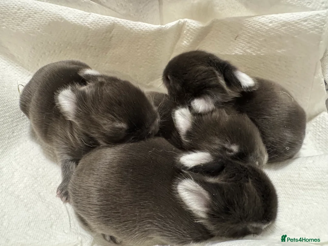 Netherland Dwarf rabbits for sale: **Stunning** Blue-Otter Netherland Dwarf Bunnies  - Advert 1