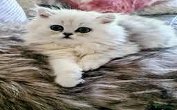 Persian cats for sale: Persian kittens  - Image 11