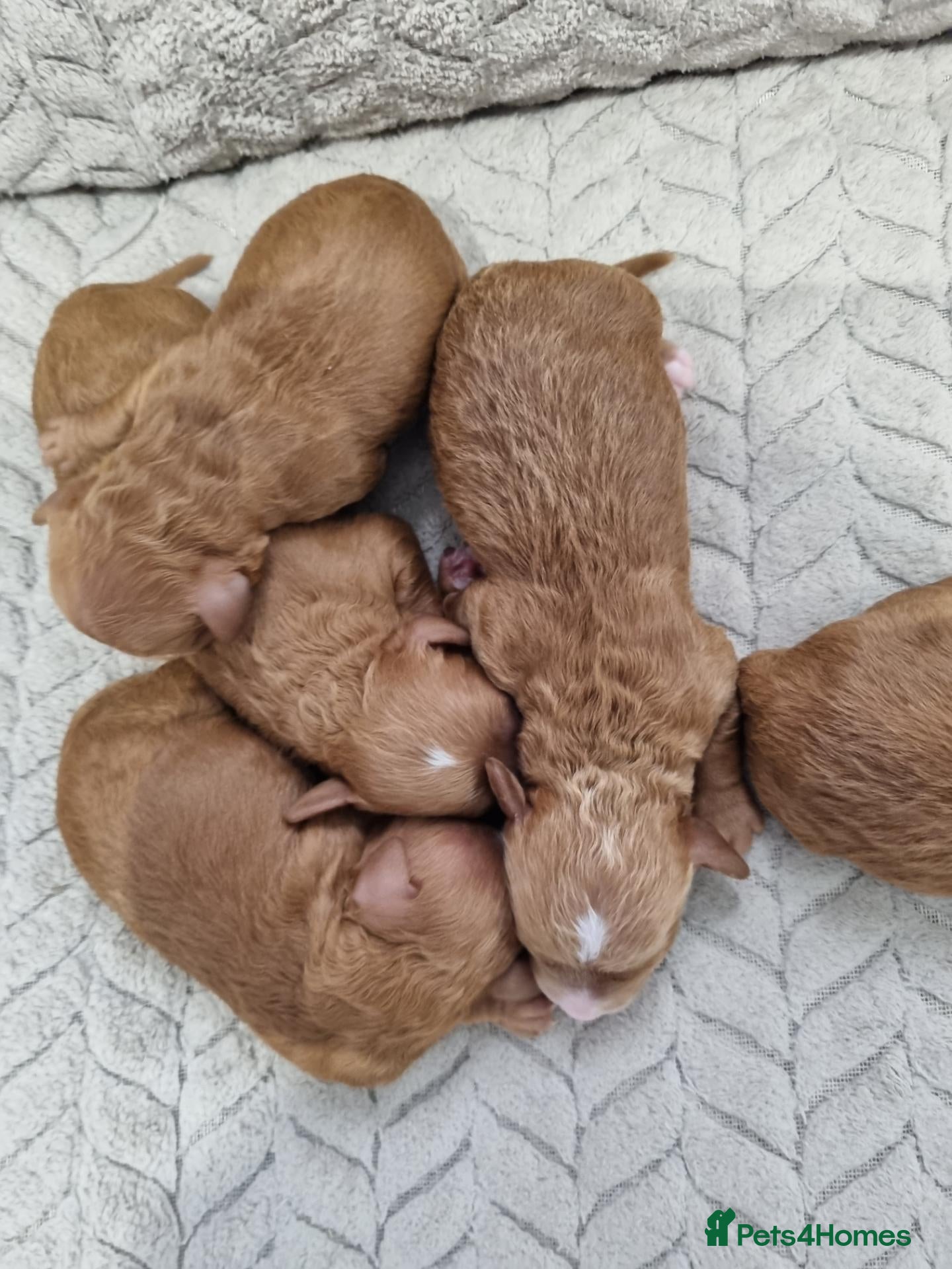 Miniature Poodle dogs Beautiful miniature poodle puppies  - Advert 3