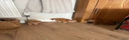 Mixed Breed cats for sale: Mixed Breed kittens  - Advert 3