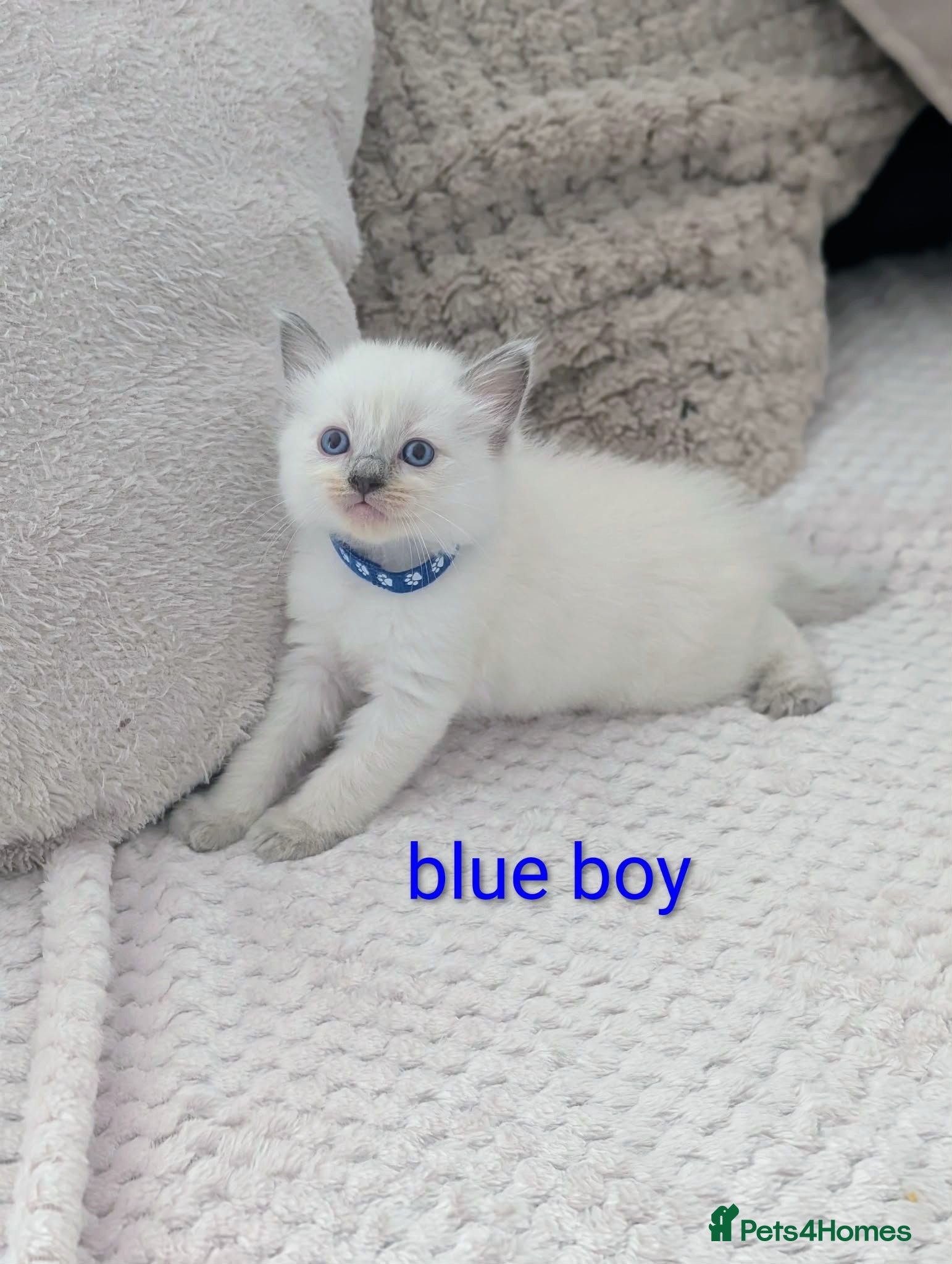 Ragdoll cats 5 Beautiful Ragdoll Kittens - Advert 10