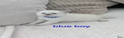 Ragdoll cats for sale: 5 Beautiful Ragdoll Kittens - Advert 2