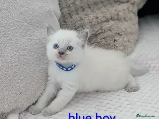 Ragdoll cats 5 Beautiful Ragdoll Kittens - Advert 10