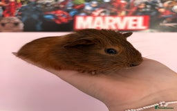 Guinea Pig rodents for sale: baby guinea pigs  - Image 5