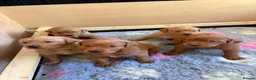 Labrador Retriever dogs for sale: KC registered fox red working line Labradors - Advert 2
